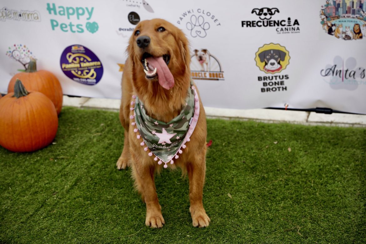 Festival de calabazas de otoño de Paws in Town: ¡Un gran éxito en Southwest Ranches!